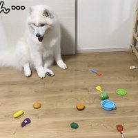 純粋なこはくちゃん