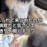 車内で寄りかかる犬と横になる犬
