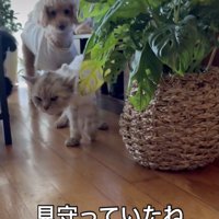 「大丈夫かな」