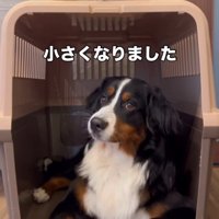 ハウスの中にいる成長した大きな成犬