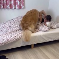 パパの顔をペロリ