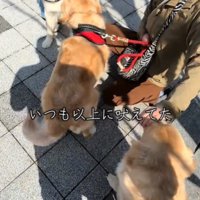 吠える犬