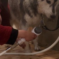 シャワーでキレイに