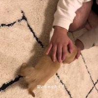 ナデナデして慰めたら…