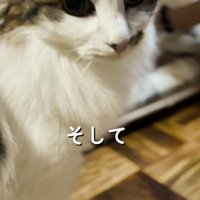 カメラをふり返る猫