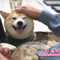 お兄ちゃん帰省時の豆柴4兄妹8