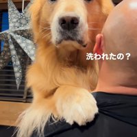 男性に話しかけられる犬