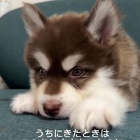 琥珀くんの成長記録2