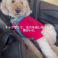 クタクタに疲れた大型犬