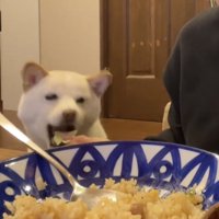 キャベツを食べる犬