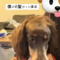 前を向く犬