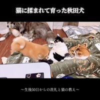 猫パンチの準備は万端