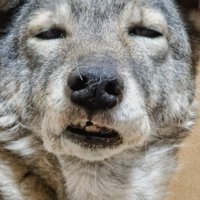 寝起きのエルちゃん