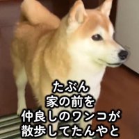友だちが散歩をしているのを見て、飼い主を起こしにきた犬