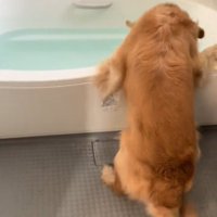 お風呂を覗く犬2