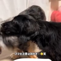 ママさんが止めても…
