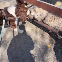 羊と犬