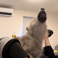 遠吠えするフューリーくん