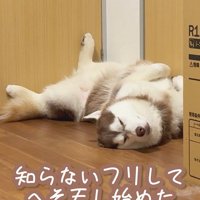 イタズラ好きなたこやきちゃん5