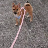 初々しい散歩デビュー