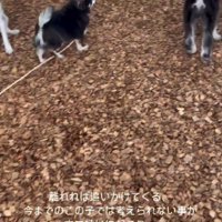 離れると追いかけてくる♪
