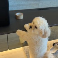 ガムテープを取りたいぬい君7