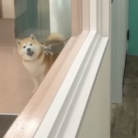 吠える柴犬