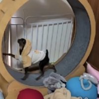 フードをかぶって走る犬