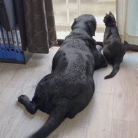 並んで外を眺める2匹