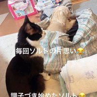 シュガーちゃんを追うソルトちゃん