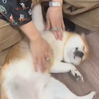 お腹を撫でてもらう柴犬