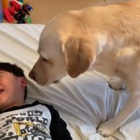 男の子を起こすバウくん9