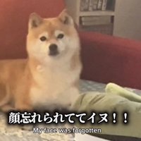 アップのこまりちゃん