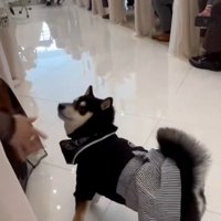 参列者を見るラックくん