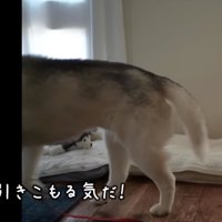 ハウスへ向かう犬