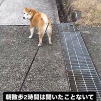 散歩中に立ち止まる柴犬