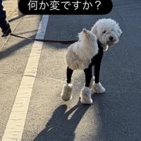 振り返る犬