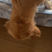 素直に降りるエマちゃん