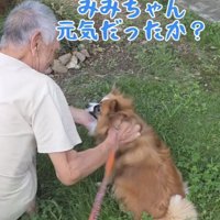 おじいちゃんに撫でられる犬