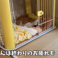 お散歩後のゆきちゃん