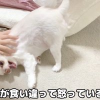 お姉ちゃんと喧嘩した時のコハクくん