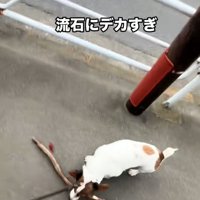 木の枝を落とすバディくん