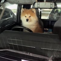 運転席に座る犬