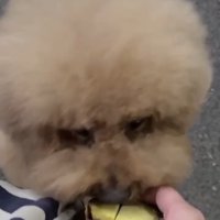 焼き芋を頬張る犬