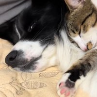 くっついて眠る中型犬と猫