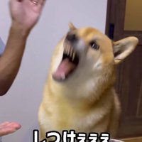 ムキ顔を見せる柴犬