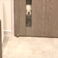 ドアの透明ガラスから覗く犬