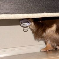 ソファの下に愛犬が！！