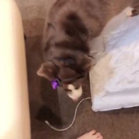 飼い主さんが移動すると…