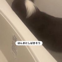 無視を決め込むジャックくん